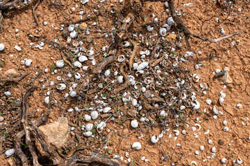 Collection Of Shells Fossils