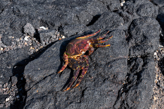 Red crab on a rock
