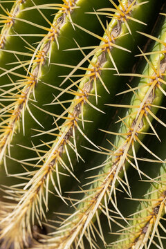 Cactus