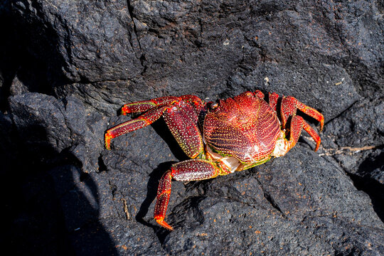 Red crab on a rock