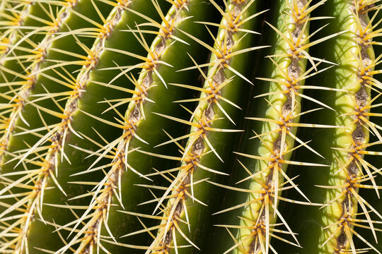 Cactus