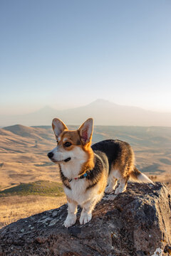 Corgi dog on the Ararat mountain background