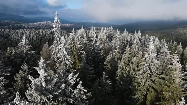 pine forest winter hoarfrost snowy span drone Harz
