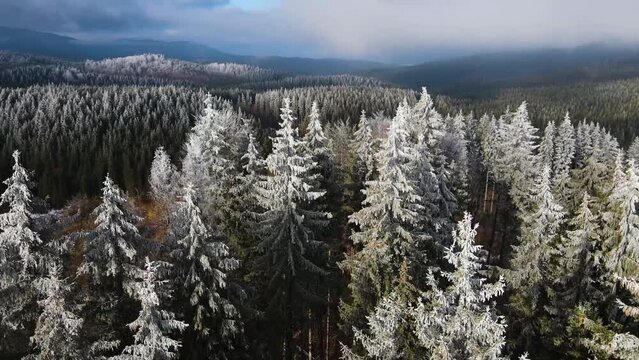 pine forest winter hoarfrost snowy span drone Harz