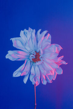 white dahlia 