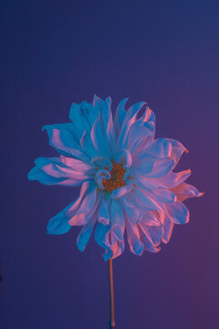 white dahlia 