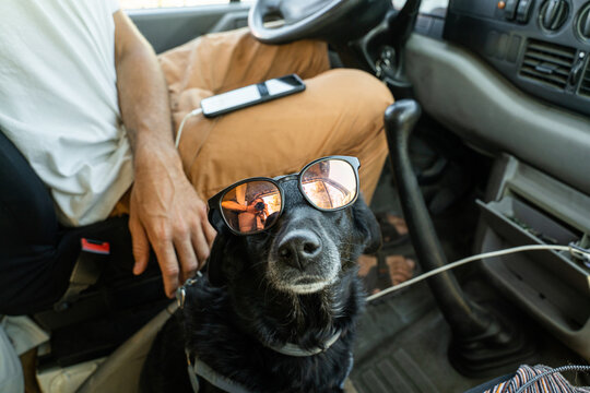 Dog with sunglasses