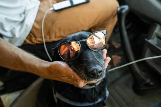 Dog with sunglasses