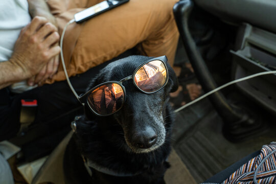 Dog with sunglasses