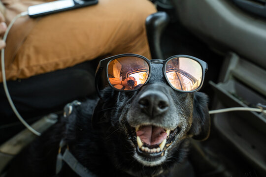 Happy Dog with sunglasses