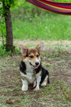 Corgi puppy sitting on the grass