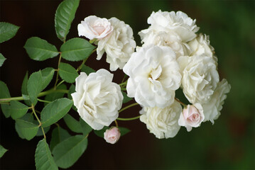 Bouquet of white flowers with blurred background.