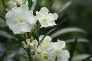 Obraz na płótnie Canvas White flower in close-up with blurred background.
