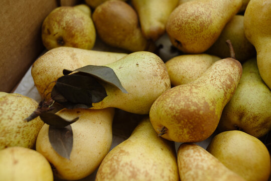 Organic pears and fruit fly