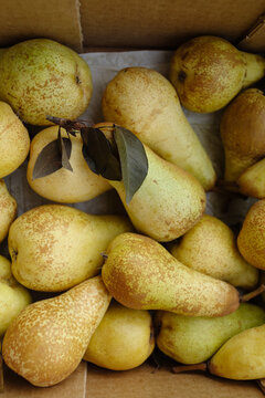 Organic Italian Pears