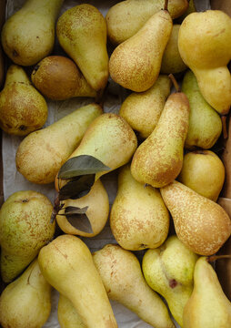 Bunch of yellow pear fruits