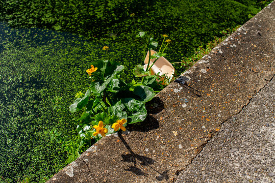 Takeout disposable box in the river