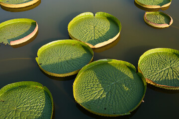 Closeup of large lotus leaf in a garden pond