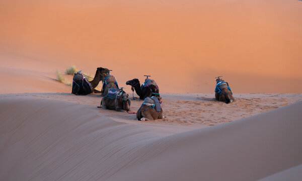 Dromedaries resting in the Erg Chebbi desert, Morocco.