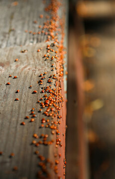 Abundance of lady bugs