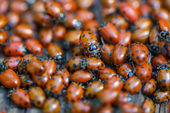 Abundance of lady bugs