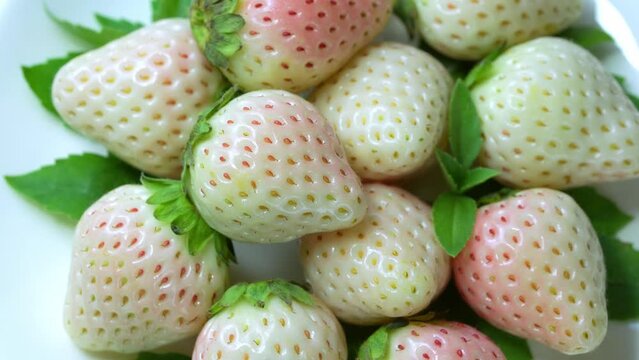 Fresh pink snow strawberry in wooden plate on wooden background, White and Pink snow Strawberries on wooden Background.