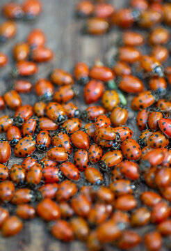 Abundance of lady bugs