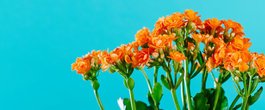 orange flowers of a kalanchoe plant, banner format