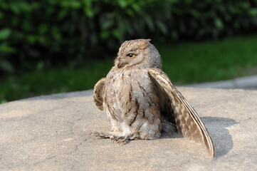 An injured owl