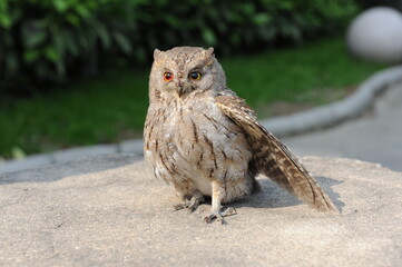 An injured owl
