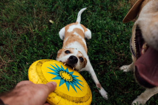 Dogs grabbing a frisbee