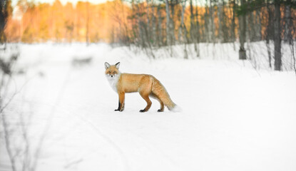 emotional red wild fox in winter forest isolated on white background