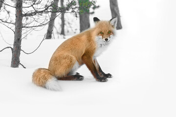 red wild fox in winter forest
