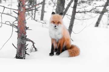 red wild fox in winter forest
