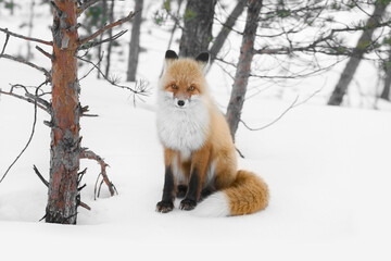 red wild fox in winter forest
