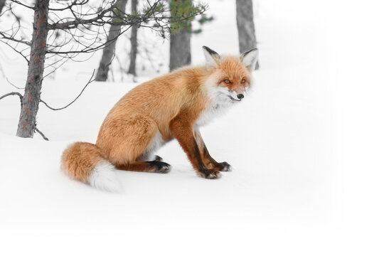 red wild fox in winter forest
