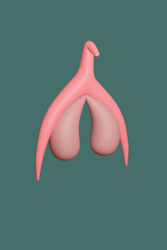 Clitoris