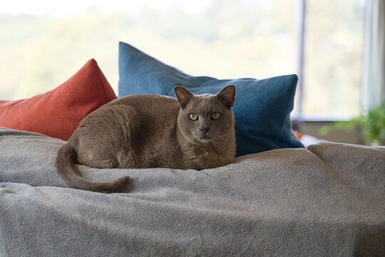 Blue Burmese Cat