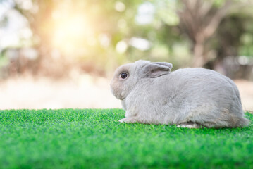 Adorable gray rabbit sit on green grass field, daylight blurry background. Cute fur easter bunny, rodent mammal. Sweet furry small wabbit. Portrait baby funny little pet. Puppy hare animal lying
