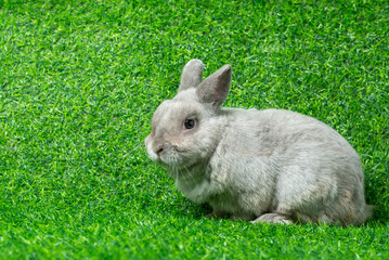 Adorable gray rabbit sit isolated on green grass field background. Cute fur easter bunny are rodent mammal. Sweet furry small wabbit. Portrait baby grey funny little pet. Puppy hare animal lying