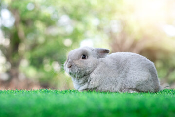 Adorable gray rabbit sit on green grass field, daylight blurry background. Cute fur easter bunny, rodent mammal. Sweet furry small wabbit. Portrait baby funny little pet. Puppy hare animal lying