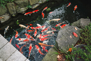 Colorful fish in pond in autumn park.
