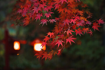 Momidji natural background.