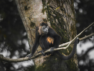Howler monkey on a branch in Costa Rica