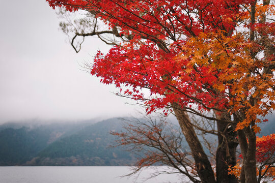 Momidji season in Japan.