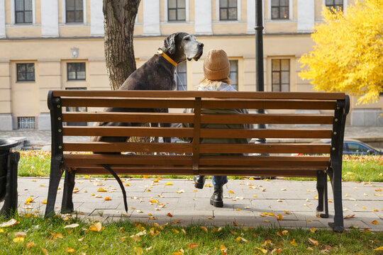 Anonymous woman with dog sitting on bench