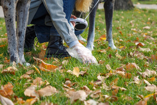 Crop woman cleaning grass from dog shit