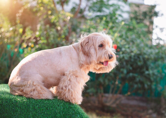 Happy Cockapoo dog sit on green grass. Puppy Cockapoo or adorable cocker is mixed breeding animal (brown fur Cocker Spaniel, Poodle) Funny hairy canine. Cute Cocker dog in garden blurry background