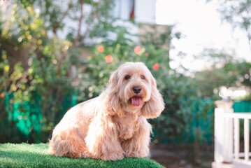 Happy Cockapoo dog sit on green grass. Puppy Cockapoo or adorable cocker is mixed breeding animal...
