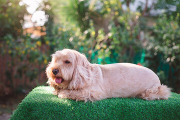 Puppy Cockapoo dog sleeping (mixed breed cute Cocker Spaniel, baby Poodle) Happy pet health care, animal concept. Portrait little hairy Cocker spaniel dog lying on green grass blurry background